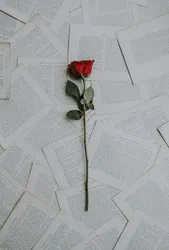 Single Rose on Pages - Annie Spratt